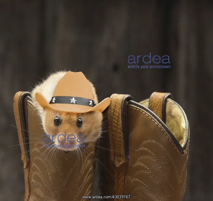 : Golden Hamster in cowboy boots wearing cowboy hat : Golden Hamster in cowboy boots wearing cowboy hat