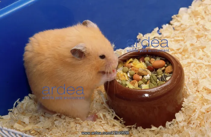  : Golden HAMSTER - eating out of bowl
