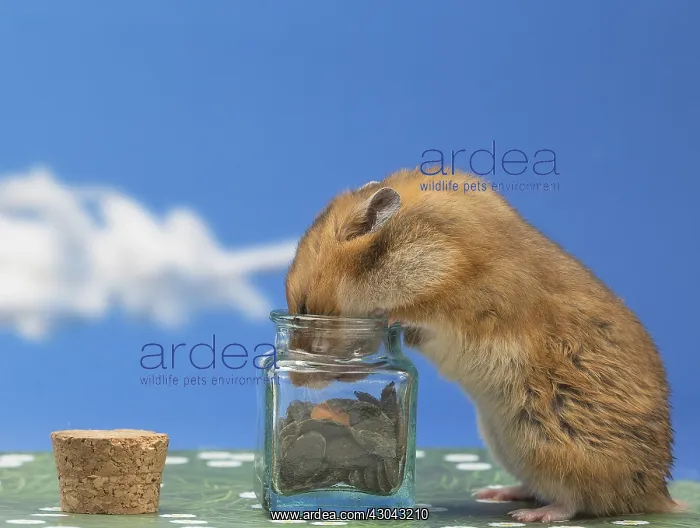  : Golden Hamster eating chocolate