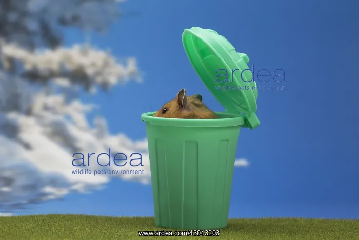  : Golden Hamster in a green dustbin