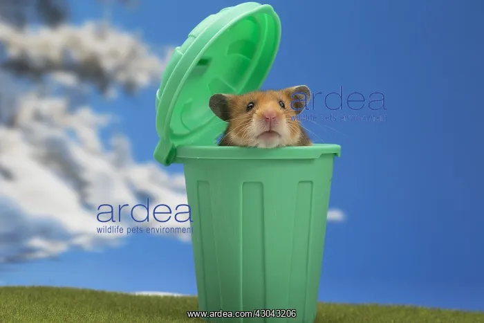  : Golden Hamster in a green dustbin