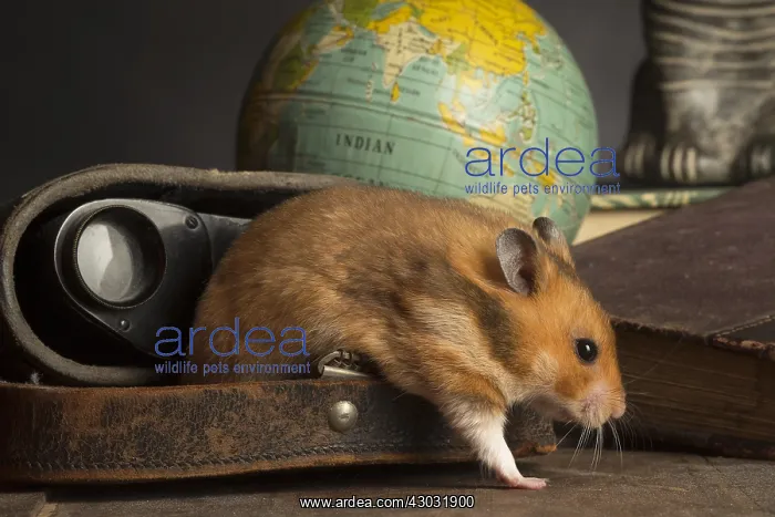 : Golden Hamster hiding on a desk : Golden Hamster hiding on a desk