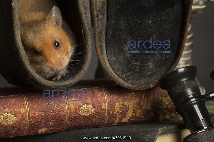 : Golden Hamster hiding on a desk : Golden Hamster hiding on a desk