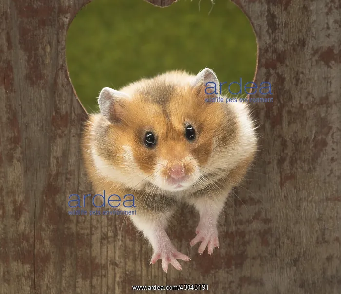 : Golden Hamster looking through a heart shaped hole : Golden Hamster looking through a heart shaped hole