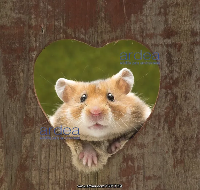 : Golden Hamster looking through a heart shaped hole : Golden Hamster looking through a heart shaped hole