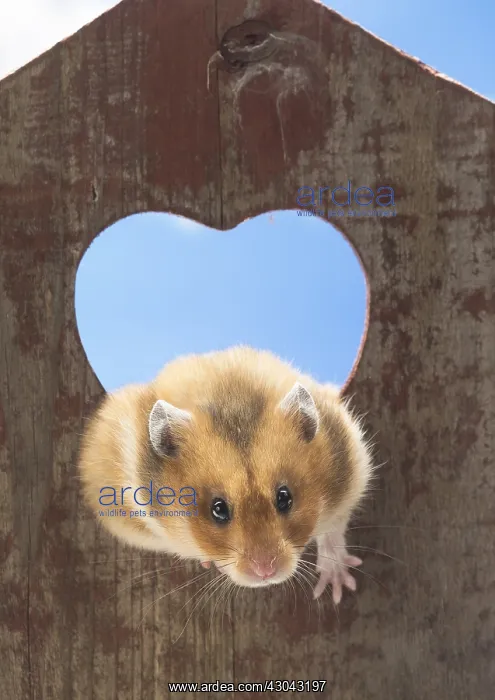 : Golden Hamster looking through a heart shaped hole : Golden Hamster looking through a heart shaped hole