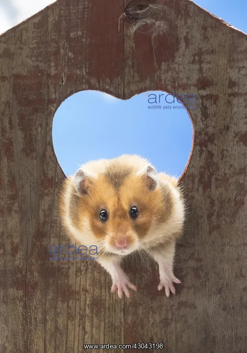 : Golden Hamster looking through a heart shaped hole : Golden Hamster looking through a heart shaped hole