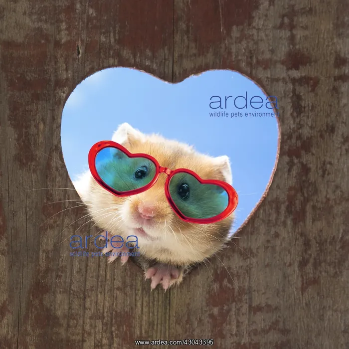 : Golden Hamster looking through a heart shaped hole : Golden Hamster looking through a heart shaped hole
