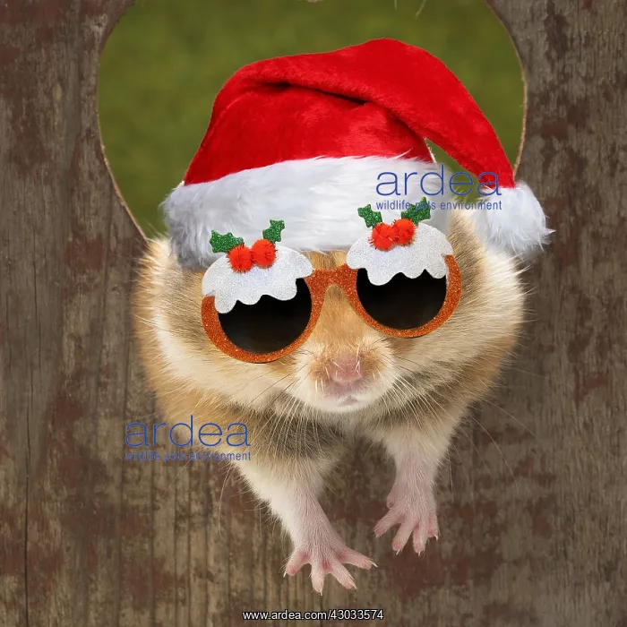 : Golden Hamster looking through a hole wearing Christmas : Golden Hamster looking through a hole wearing Christmas