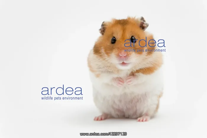 : Golden hamster (Mesocricetus auratus) : Golden hamster (Mesocricetus auratus)