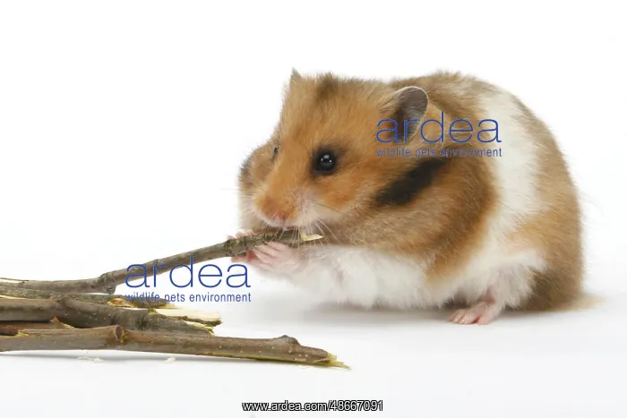 : Golden hamster (Mesocricetus auratus) eats twigs : Golden hamster (Mesocricetus auratus) eats twigs
