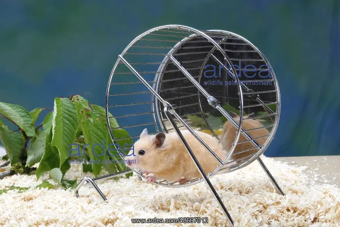 : Golden Hamster (Mesocricetus auratus) in hamster wheel : Golden Hamster (Mesocricetus auratus) in hamster wheel