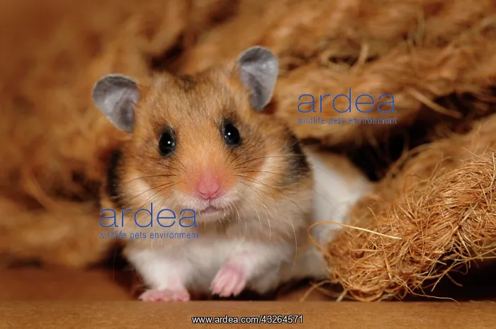 : Golden hamster (Mesocricetus auratus), sits between : Golden hamster (Mesocricetus auratus), sits between