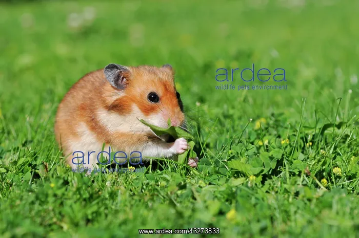 : Golden hamster (Mesocricetus auratus), sits in meadow : Golden hamster (Mesocricetus auratus), sits in meadow
