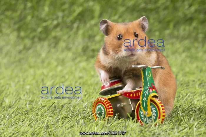  : Golden Hamster playing in the garden