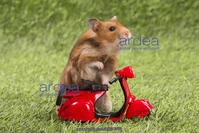  : Golden Hamster playing in the garden