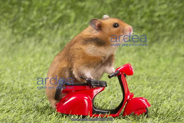  : Golden Hamster playing in the garden