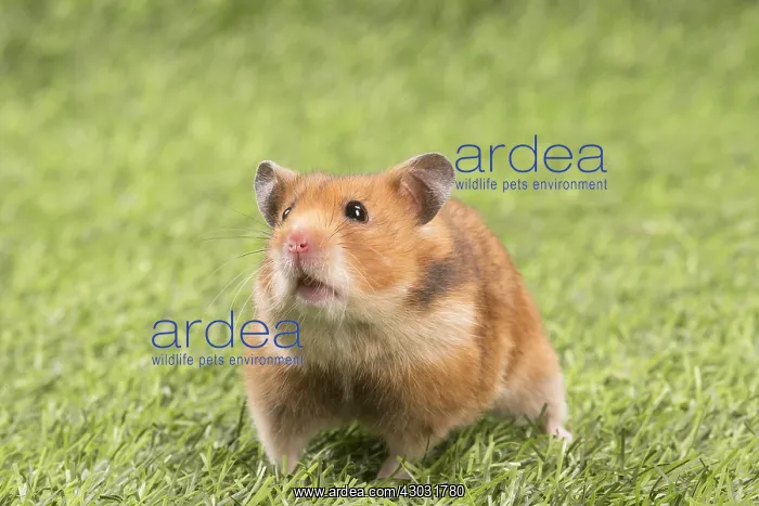  : Golden Hamster playing in the garden