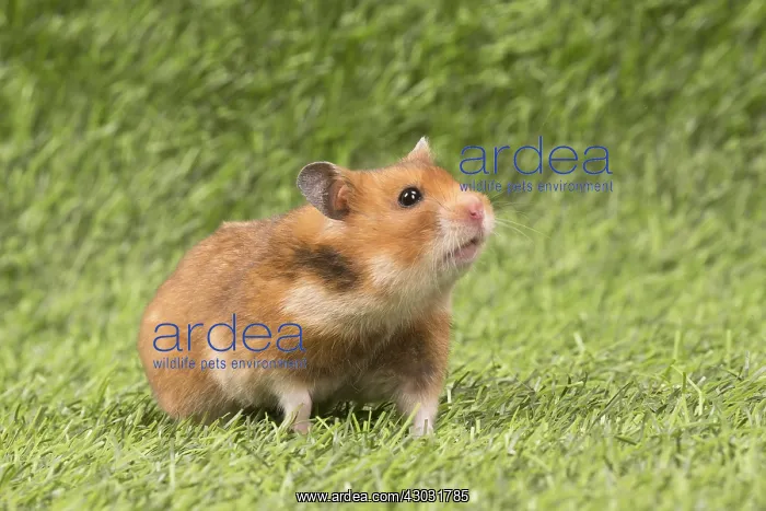  : Golden Hamster playing in the garden