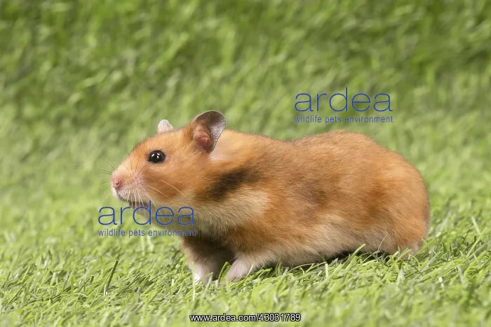  : Golden Hamster playing in the garden