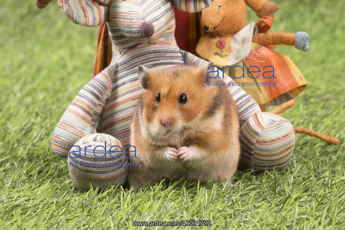  : Golden Hamster playing in the garden