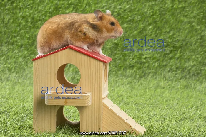  : Golden Hamster playing in the garden