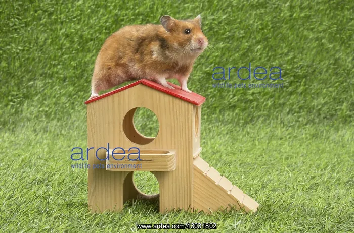  : Golden Hamster playing in the garden