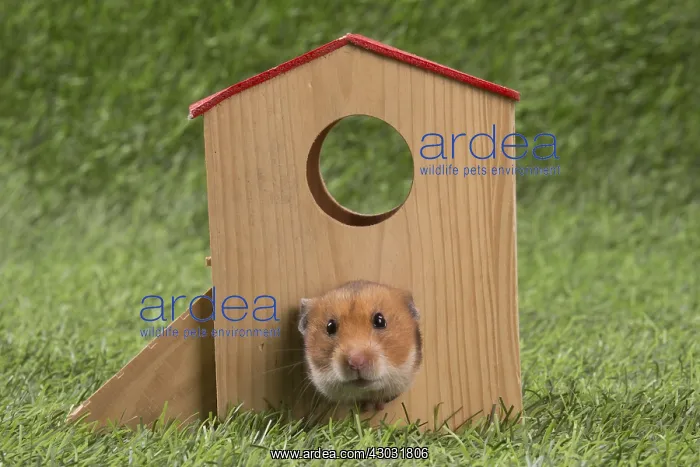  : Golden Hamster playing in the garden