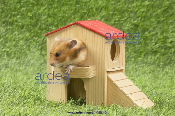  : Golden Hamster playing in the garden