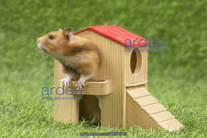  : Golden Hamster playing in the garden