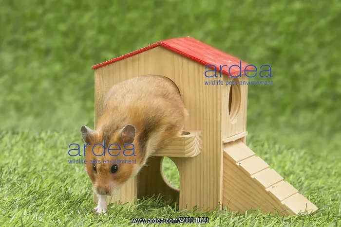  : Golden Hamster playing in the garden