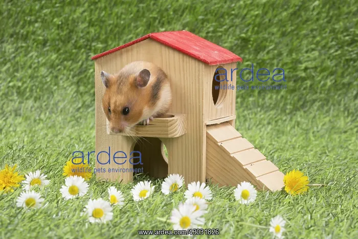  : Golden Hamster playing in the garden
