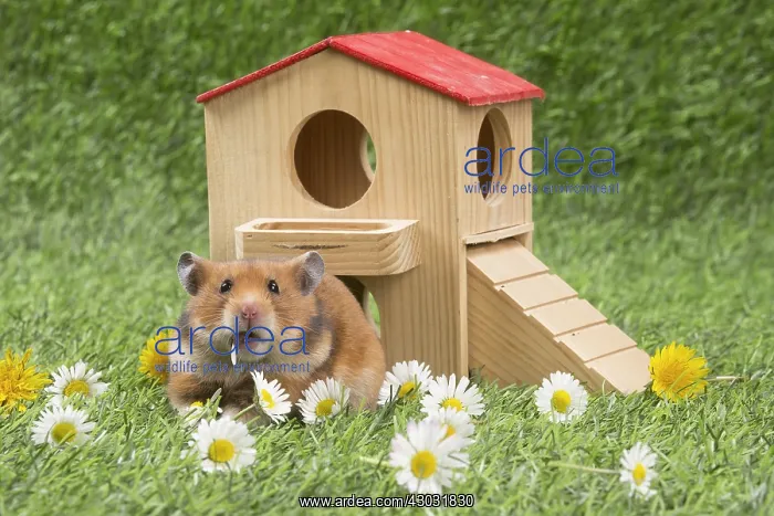  : Golden Hamster playing in the garden
