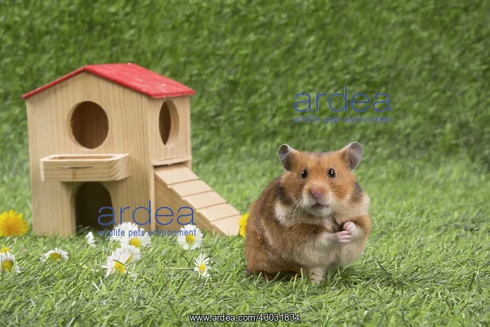  : Golden Hamster playing in the garden