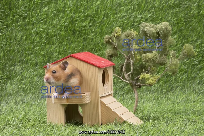  : Golden Hamster playing in the garden