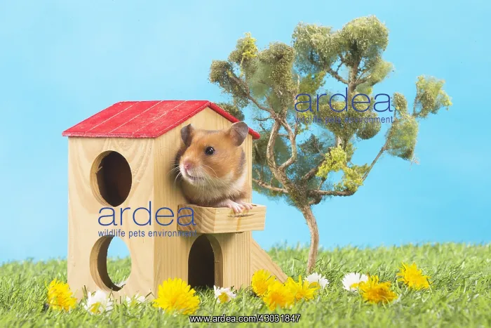  : Golden Hamster playing in the garden