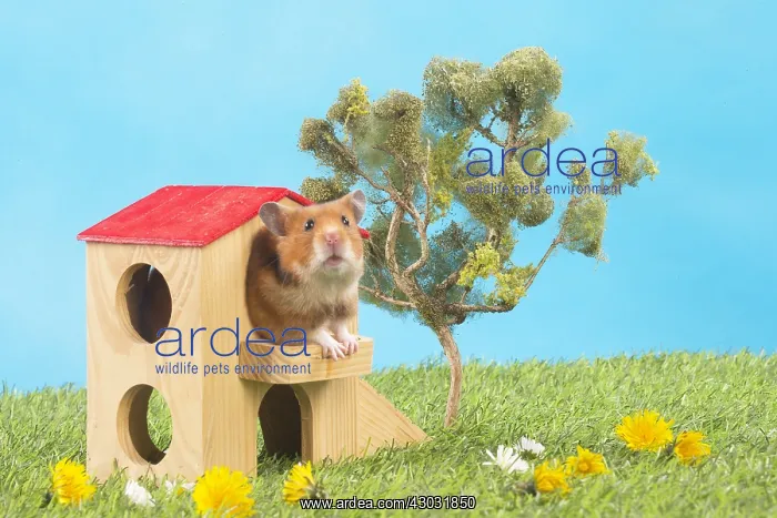  : Golden Hamster playing in the garden
