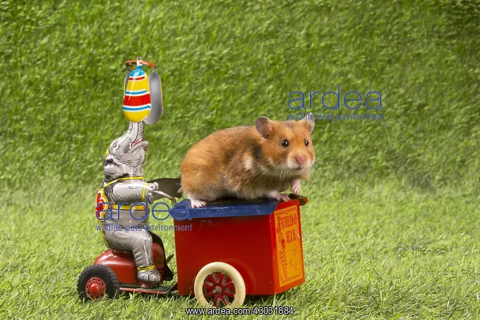  : Golden Hamster playing in the garden