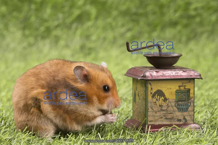 : Golden Hamster playing in the garden