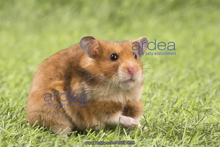  : Golden Hamster playing in the garden