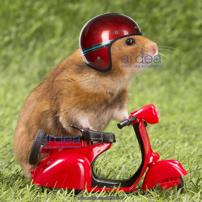 : Golden Hamster riding a red motorcycke and wearing a helmet : Golden Hamster riding a red motorcycke and wearing a helmet