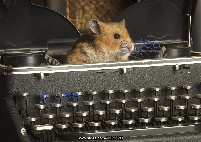  : Golden Hamster in a typewriter