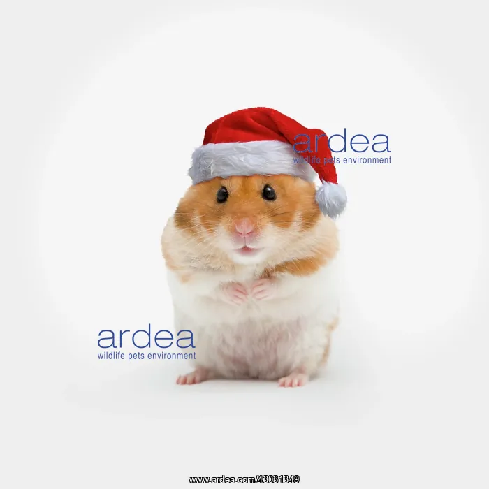 : Golden hamster wearing Christmas hat : Golden hamster wearing Christmas hat