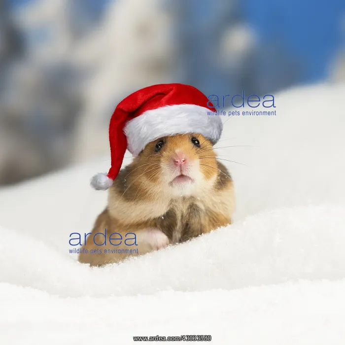 : Golden Hamster wearing Christmas hat in winter snow : Golden Hamster wearing Christmas hat in winter snow