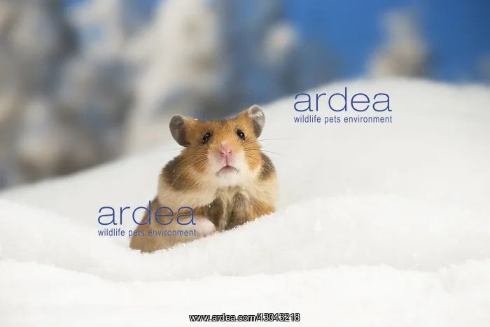  : Golden Hamster in winter snow scene