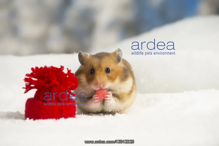  : Golden Hamster in winter snow scene