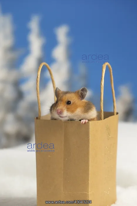  : Golden Hamster in winter snow scene