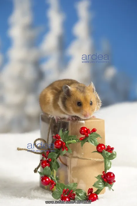  : Golden Hamster in winter snow scene