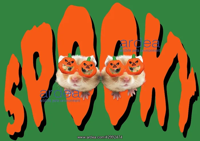 : Golden Hamsters looking through the word Spooky : Golden Hamsters looking through the word Spooky
