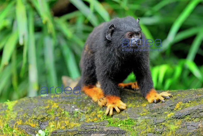 : Golden-handed Tamarin : Golden-handed Tamarin